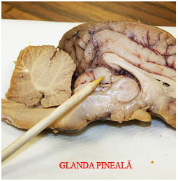 Glanda pineală