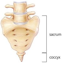 Coccisul