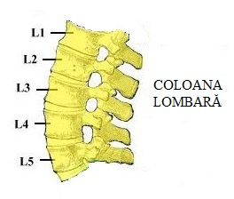 L1