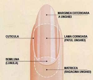 anatomia unghei